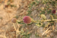 Sphaeranthus indicus